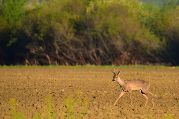 roe deer in the woods