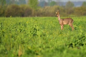 roe deer in the grass