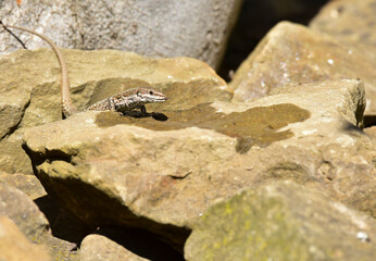 lizard on the rock