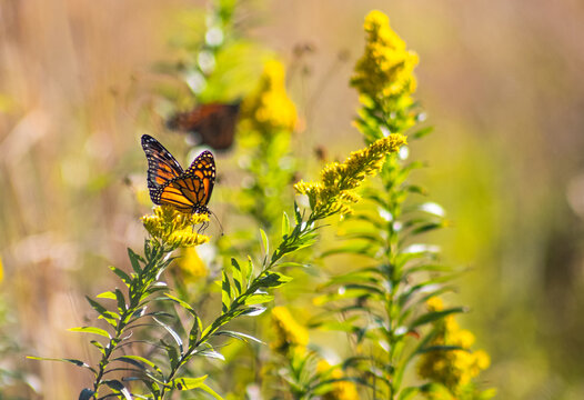 butterfly on a yellow flower