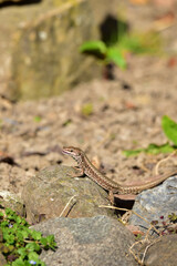 lizard on the stone