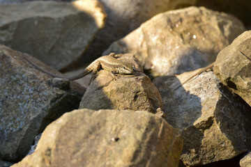 lizard on a stone