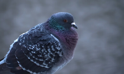 City or feral pigeon Columba livia domestica
