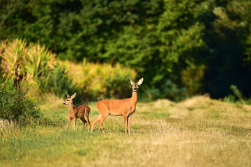 doe and fawn in the forest