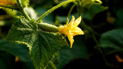 A flower and a knotted small cucumber on a stem with a green leaf in the rays of the setting sun. Growing cucumbers in the open ground in the garden