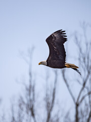 american bald eagle