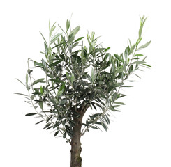 Beautiful young olive tree isolated on white