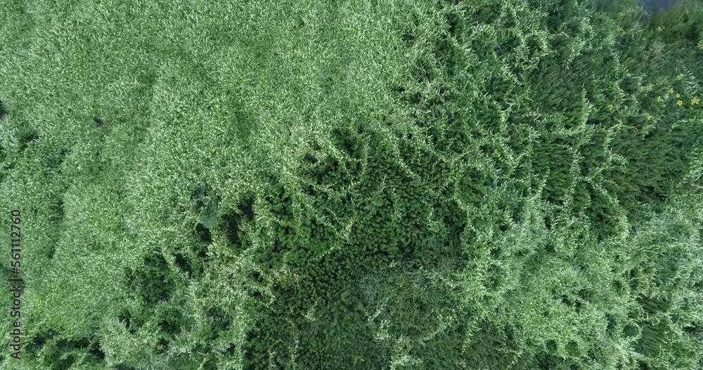 Poster aerial view of green summer jungle forest from above. video using the copter. top view