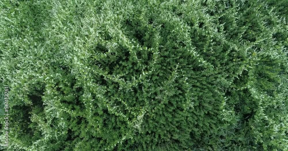 Poster Aerial view of green summer jungle forest from above. Video using the copter. Top view