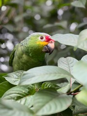 green winged macaw