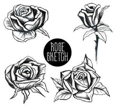 sketch of the garden rose. set of flowers, buds, leaves and stems. Hand drawn open and unopened rosebuds. Black and white rose flower. Vintage Botanical doodle.