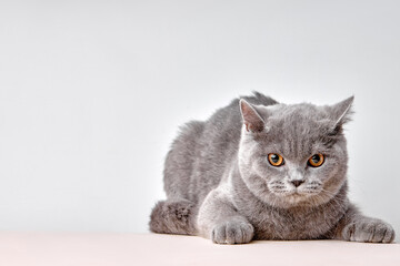 serious angry British cat lies on white studio background, isolated. cat for advertising feed. close-up portrait of gray domestic animal posing at camera