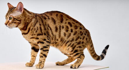 Bengal Cat walking on White studio background, beautiful color of wool. purebred bengal cat looking at side, calm and serious, scared frightened. portrait copy space for advertisement