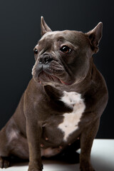 Puppy Black French bulldog sitting and looking away , isolated on black studio background. adorable domestic animal is wondering, sit alone. portrait copy space