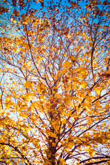 The sunlight passing through autumn leaves against a blue sky and bokeh trees.