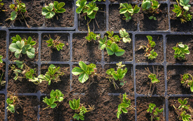 Seedlings of garden strawberry in the seedling cassttes tray - 561116154