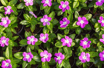 Background of vinca flowers, purple vinca flowers with a white center - 561116198
