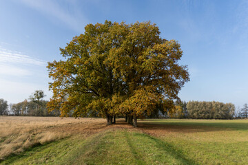 Obraz premium autumn landscape with trees oak tree