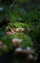 mushroom in the forest