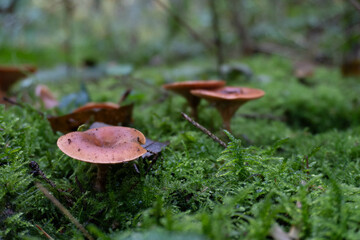 mushrooms in the forest