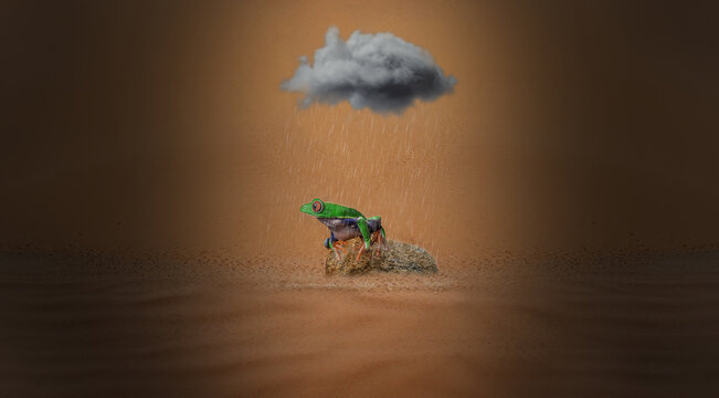 A cliche image of murphy's law in action. You could be in the desert and rain will find you. A frog sitting on a rock in the desert getting rained on
