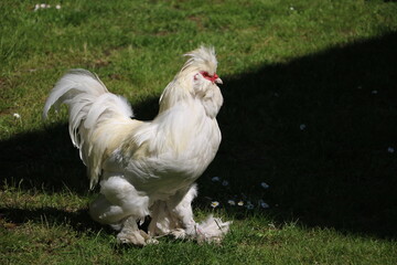 Silkie chicken rooster white in the garden