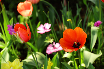 Red tulips blooming in the flower bed in the garden