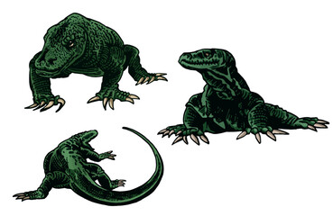 Graphical set of green varans isolated on white background, lizard color illustration