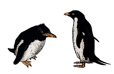 Color vector set of penguins on white isolated , bird of Antarctica and the south coast of Africa