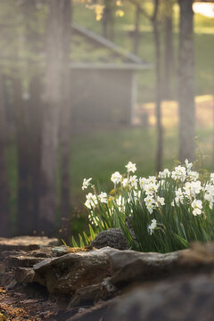 spring in the forest