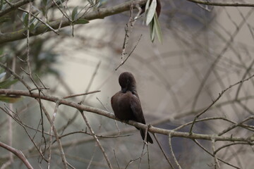 Ave en rama de arbol