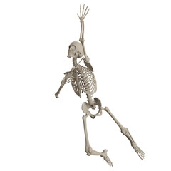skeleton posing 3d render illustration with transparent background