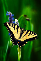 Tiger Swallowtail Butterfly on Lavender