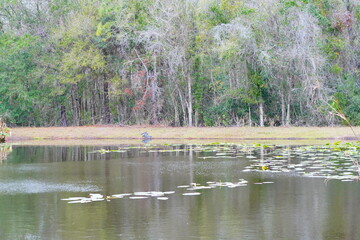 Beautiful blue lake or pond in a Florida community
