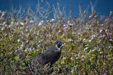 Bird of Prey