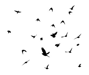 A flock of flying birds. Free birds. Vector illustration