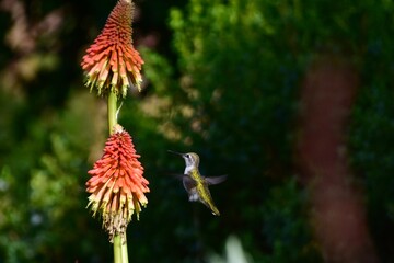 Hummingbird and Flower