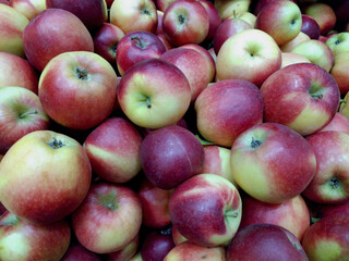 harvested red ripe apples are waiting for sorting and transportation. many juicy apples. fresh fruits with a high content of vitamins and iron. harvesting in the apple orchard
