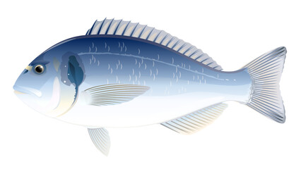One gilt-head bream fish in side view, high quality illustration of sea fish, realistic sea fish illustration on white background