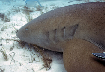 A Nurse Shark (Ginglymostoma cirratum) in Bimini, Bahamas