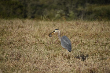 Great Blue Heron and Gopher