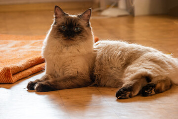 A majestic Birman cat with sealed point fur and mesmerizing blue eyes, taking a break on the floor