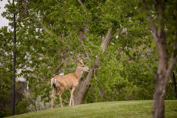 Young buck in a summer field