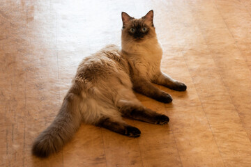 A sealed point Birman cat with blue eyes is rest on the floor and looking at camera - 561124304