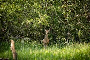 Young white tail doe in a green forest