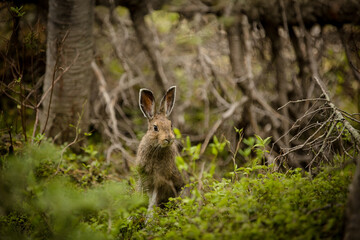 Cute brown bunny in a lush forest