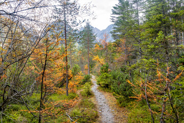 Panoramic view over forest in Dolomites at the national park Three Peaks, Tre Cime, Drei Zinnen, during sunset and golden Autumn, South Tyrol, Italy.