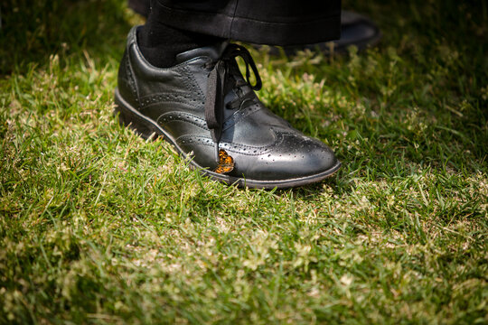 Painted lady butterfly resting on grooms wedding shoe