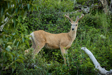 Young buck in a lush green mountain forest