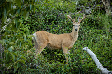 Obraz premium Young buck in a lush green mountain forest
